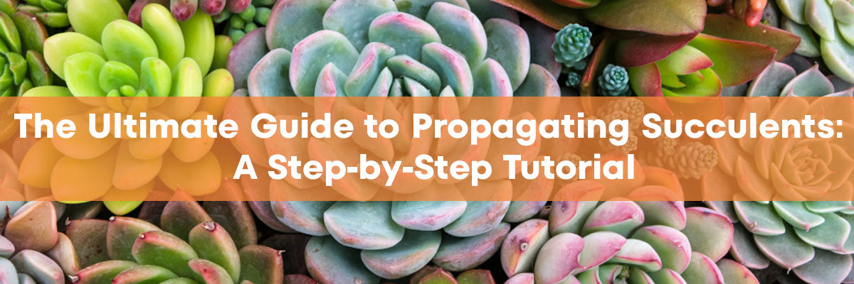 How To propagate succulents: All the Ways to Propagate Succulents ...